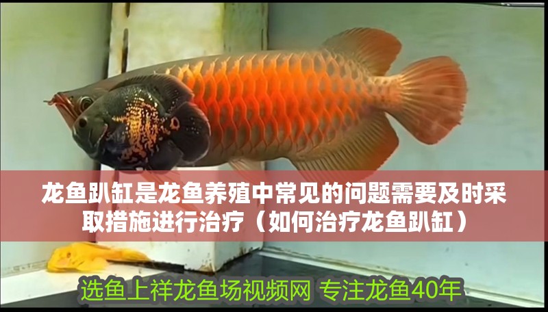 龍魚趴缸是龍魚養(yǎng)殖中常見的問題需要及時(shí)采取措施進(jìn)行治療（如何治療龍魚趴缸）