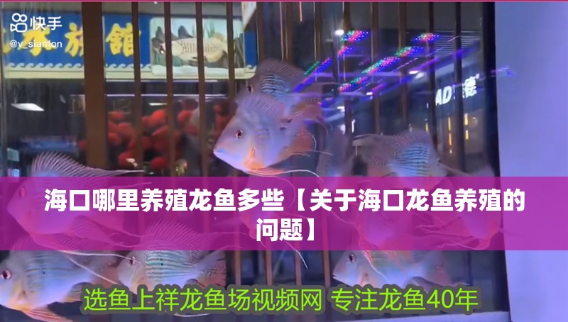 海口哪里養殖龍魚多些【關于海口龍魚養殖的問題】