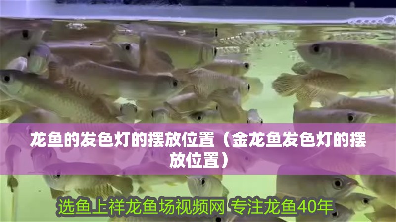 龍魚的發色燈的擺放位置（金龍魚發色燈的擺放位置）