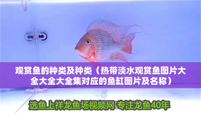 觀賞魚的種類及種類（熱帶淡水觀賞魚圖片大全大全大全集對應的魚缸圖片及名稱）