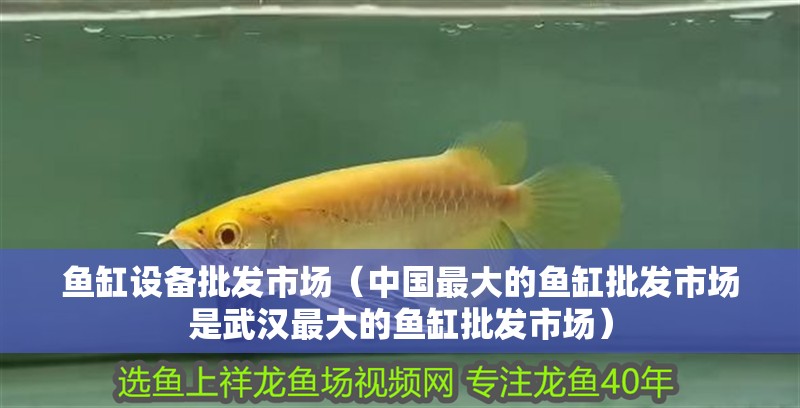 魚缸設備批發市場（中國最大的魚缸批發市場是武漢最大的魚缸批發市場）