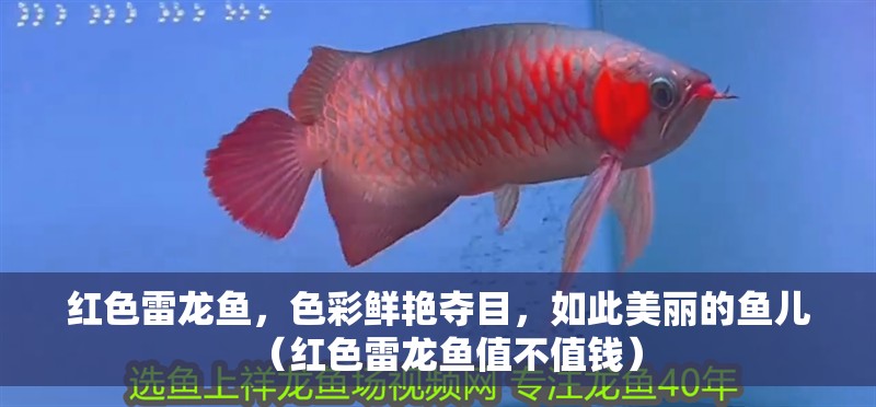 紅色雷龍魚，色彩鮮艷奪目，如此美麗的魚兒（紅色雷龍魚值不值錢）
