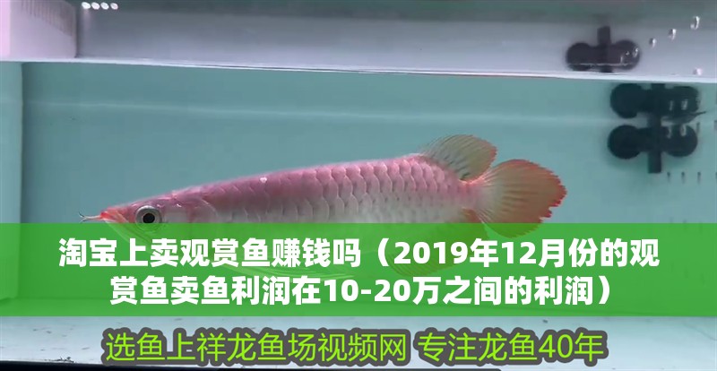 淘寶上賣觀賞魚賺錢嗎(2019年12月份的觀賞魚賣魚利潤在10-20萬之間的利潤) 觀賞魚百科 第2張 淘寶上賣觀賞魚賺錢嗎(2019年12月份的觀賞魚賣魚利潤在10-20萬之間的利潤) 淘寶上賣觀賞魚賺錢嗎(2019年12月份的觀賞魚賣魚利潤在10-20萬之間的利潤) 觀賞魚百科 第2張
