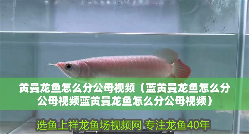 黃曼龍魚(yú)怎么分公母視頻（藍(lán)黃曼龍魚(yú)怎么分公母視頻藍(lán)黃曼龍魚(yú)怎么分公母視頻）