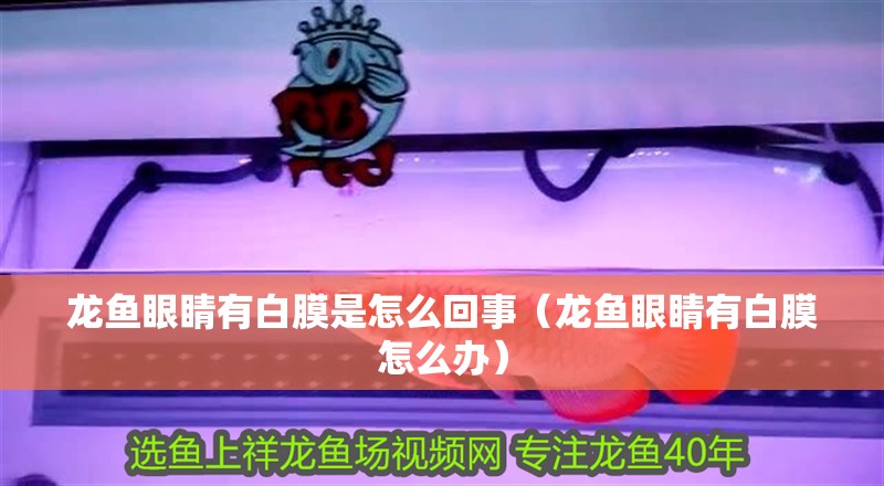 龍魚(yú)眼睛有白膜是怎么回事（龍魚(yú)眼睛有白膜怎么辦）