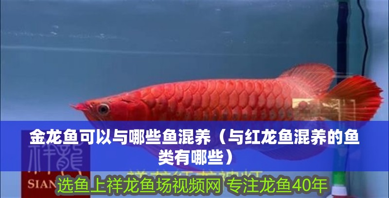 金龍魚可以與哪些魚混養（與紅龍魚混養的魚類有哪些）