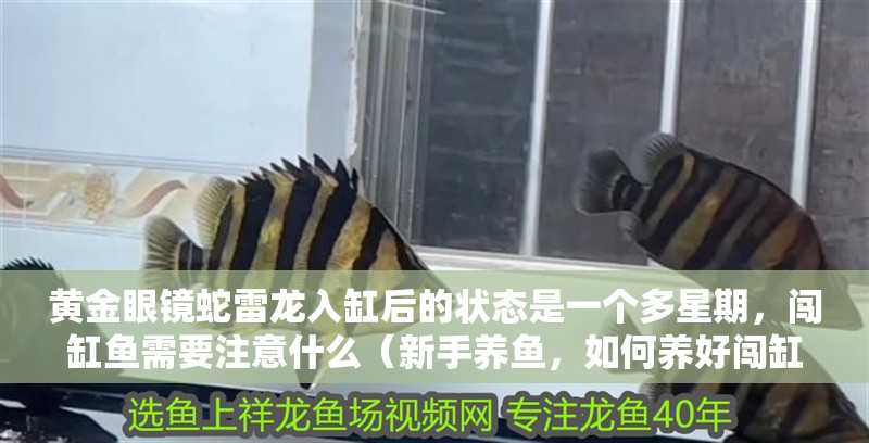 黃金眼鏡蛇雷龍入缸后的狀態是一個多星期，闖缸魚需要注意什么（新手養魚，如何養好闖缸魚）