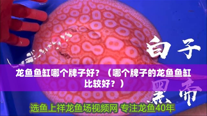 龍魚魚缸哪個牌子好？（哪個牌子的龍魚魚缸比較好？）