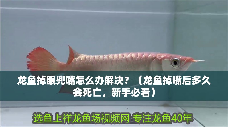龍魚掉眼兜嘴怎么辦解決？（龍魚掉嘴后多久會死亡，新手必看）