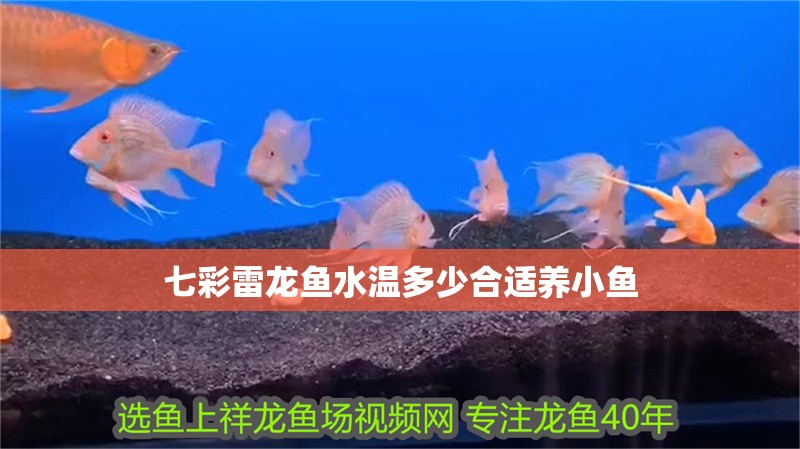 七彩雷龍魚(yú)水溫多少合適養(yǎng)小魚(yú)