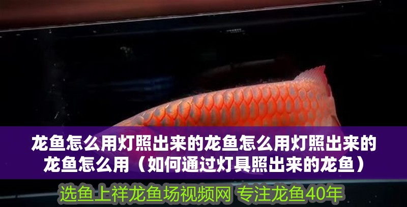 龍魚怎么用燈照出來的龍魚怎么用燈照出來的龍魚怎么用（如何通過燈具照出來的龍魚）
