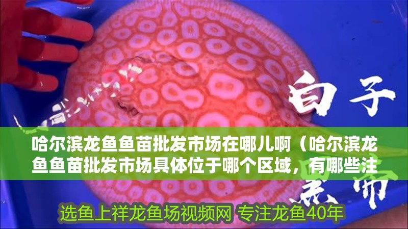 哈爾濱龍魚魚苗批發(fā)市場(chǎng)在哪兒啊（哈爾濱龍魚魚苗批發(fā)市場(chǎng)具體位于哪個(gè)區(qū)域，有哪些注意事項(xiàng)）