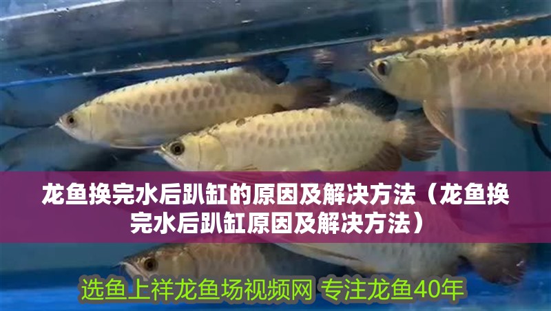 龍魚換完水后趴缸的原因及解決方法（龍魚換完水后趴缸原因及解決方法）