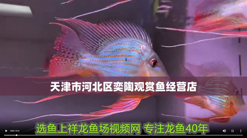 天津市河北區奕陶觀賞魚經營店