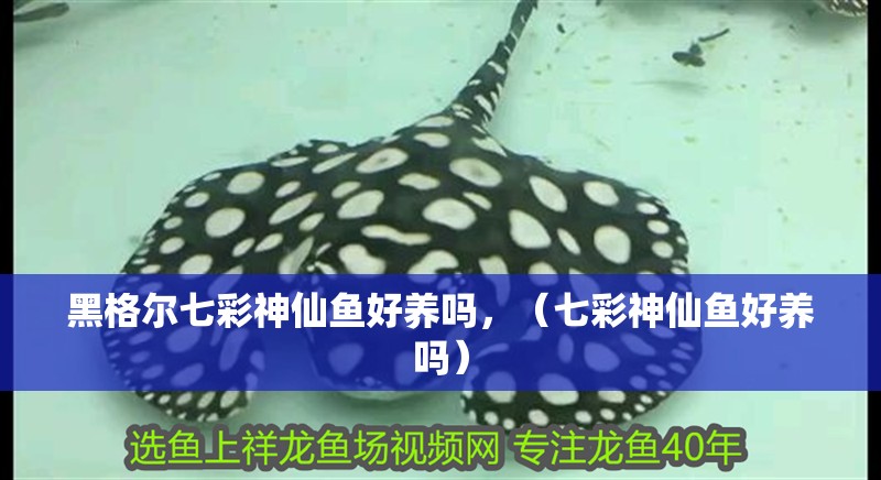 黑格爾七彩神仙魚好養(yǎng)嗎，（七彩神仙魚好養(yǎng)嗎）
