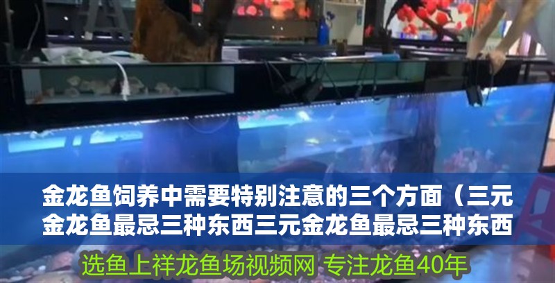 金龍魚飼養(yǎng)中需要特別注意的三個方面（三元金龍魚最忌三種東西三元金龍魚最忌三種東西）