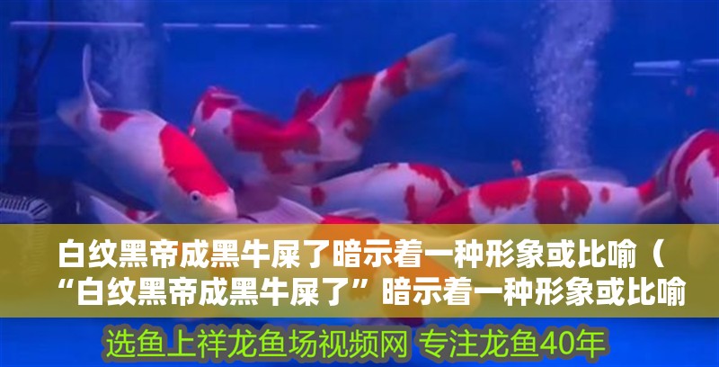 白紋黑帝成黑牛屎了暗示著一種形象或比喻（“白紋黑帝成黑牛屎了”暗示著一種形象或比喻，可能是某種事物）