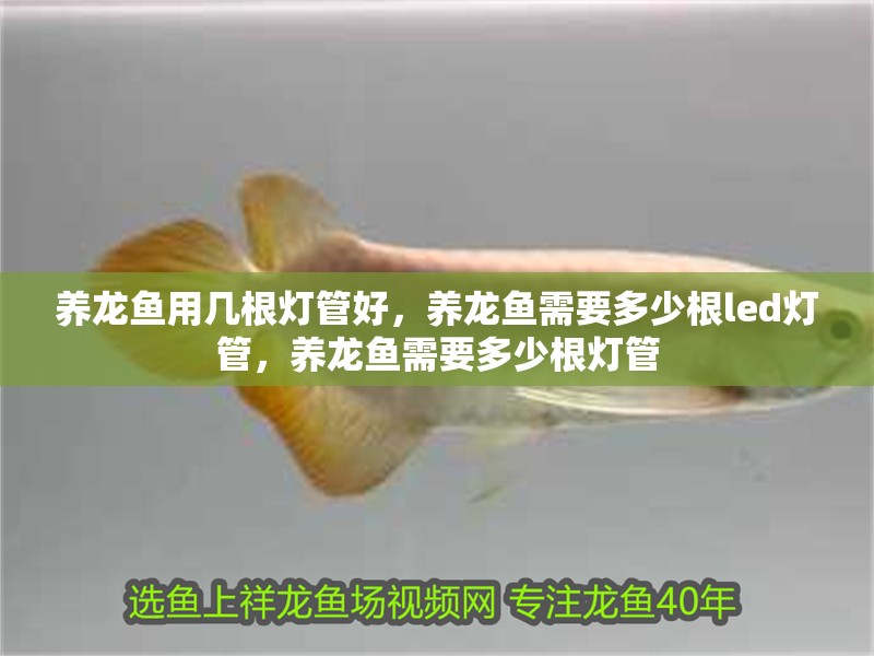 養龍魚用幾根燈管好，養龍魚需要多少根led燈管，養龍魚需要多少根燈管
