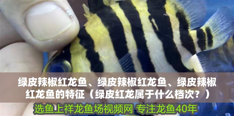 綠皮辣椒紅龍魚、綠皮辣椒紅龍魚、綠皮辣椒紅龍魚的特征（綠皮紅龍屬于什么檔次？）