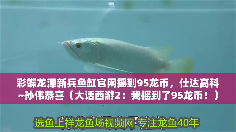 彩蝶龍潭新兵魚缸官網搖到95龍幣，仕達高科~孫偉恭喜（大話西游2：我搖到了95龍幣！）