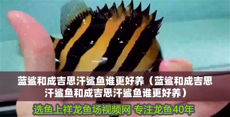 藍鯊和成吉思汗鯊魚誰更好養(yǎng)（藍鯊和成吉思汗鯊魚和成吉思汗鯊魚誰更好養(yǎng)）