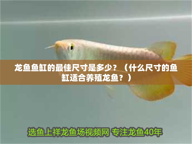 龍魚魚缸的最佳尺寸是多少？（什么尺寸的魚缸適合養殖龍魚？）
