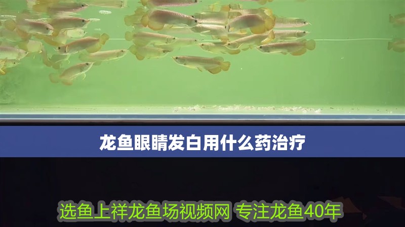 龍魚眼睛發(fā)白用什么藥治療