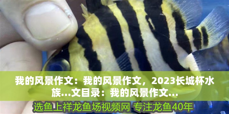 我的風景作文：我的風景作文，2023長城杯水族…文目錄：我的風景作文…