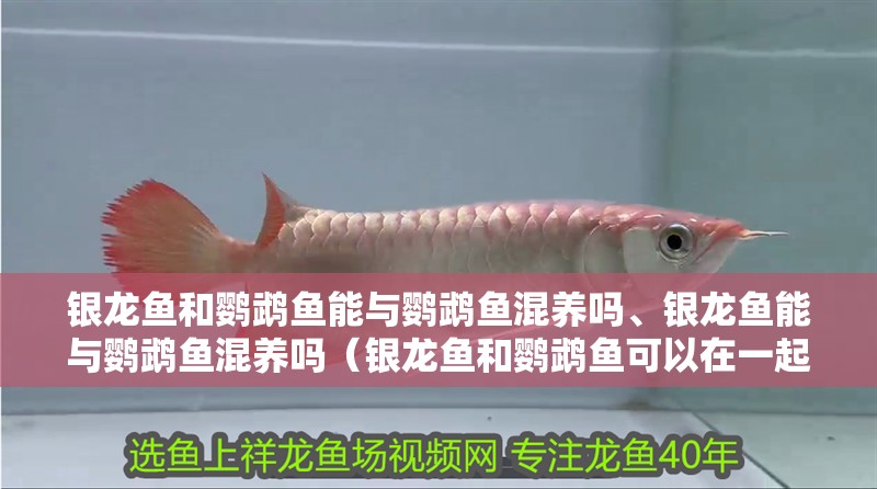 銀龍魚和鸚鵡魚能與鸚鵡魚混養嗎、銀龍魚能與鸚鵡魚混養嗎（銀龍魚和鸚鵡魚可以在一起養嗎）