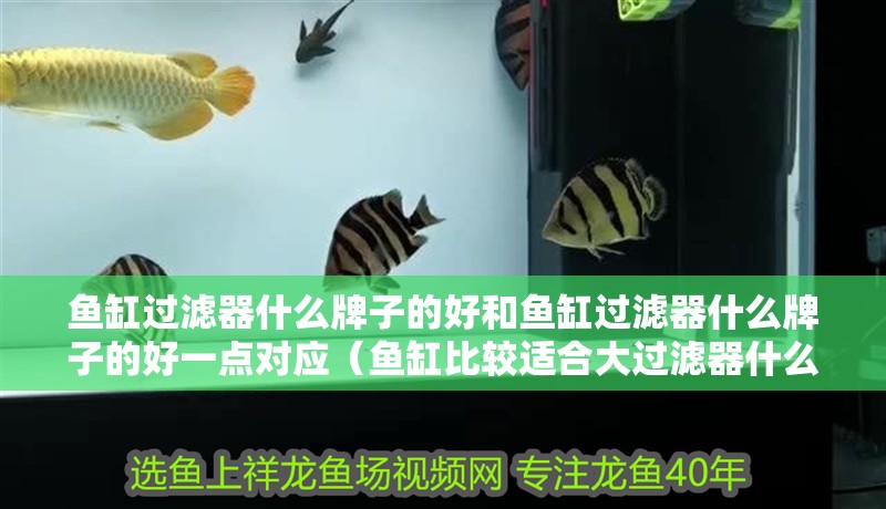 魚缸過濾器什么牌子的好和魚缸過濾器什么牌子的好一點對應(yīng)（魚缸比較適合大過濾器什么牌子的好）