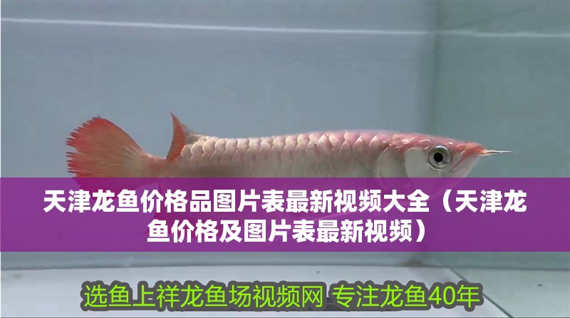天津龍魚價格品圖片表最新視頻大全（天津龍魚價格及圖片表最新視頻）
