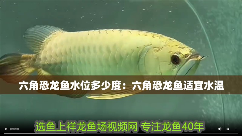 六角恐龍魚水位多少度：六角恐龍魚適宜水溫