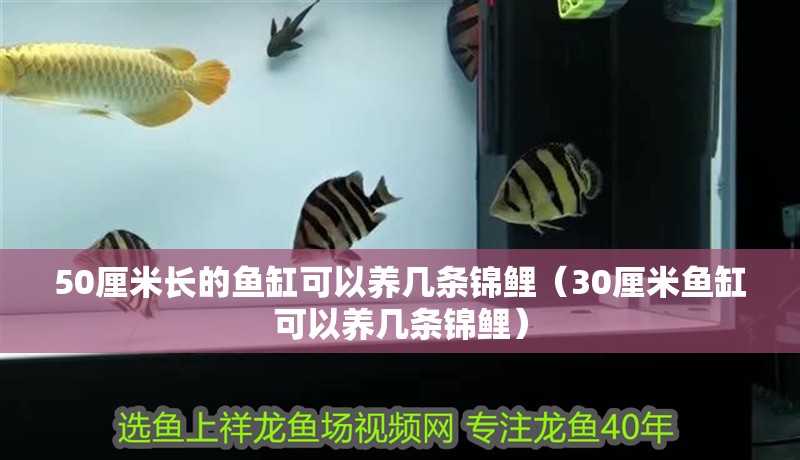 50厘米長的魚缸可以養(yǎng)幾條錦鯉（30厘米魚缸可以養(yǎng)幾條錦鯉）