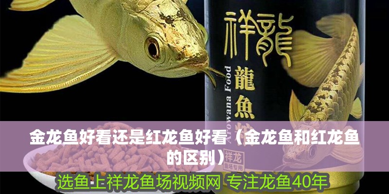金龍魚好看還是紅龍魚好看（金龍魚和紅龍魚的區(qū)別）