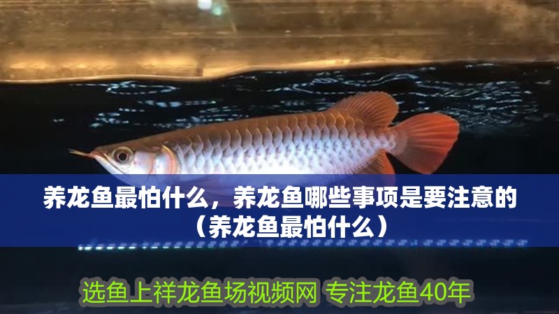 養龍魚最怕什么，養龍魚哪些事項是要注意的（養龍魚最怕什么）