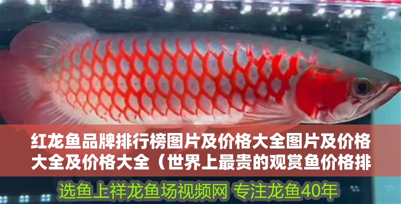 紅龍魚品牌排行榜圖片及價格大全圖片及價格大全及價格大全（世界上最貴的觀賞魚價格排名，十大最值錢的觀賞魚）