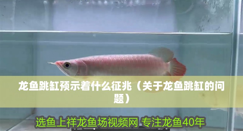 龍魚跳缸預示著什么征兆（關于龍魚跳缸的問題）