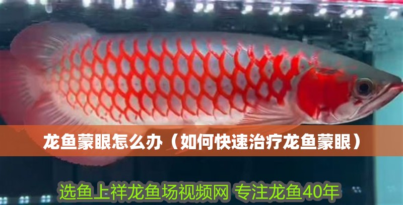 龍魚(yú)蒙眼怎么辦（如何快速治療龍魚(yú)蒙眼）