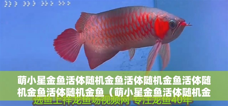 萌小星金魚活體隨機金魚活體隨機金魚活體隨機金魚活體隨機金魚（萌小星金魚活體隨機金魚5條）