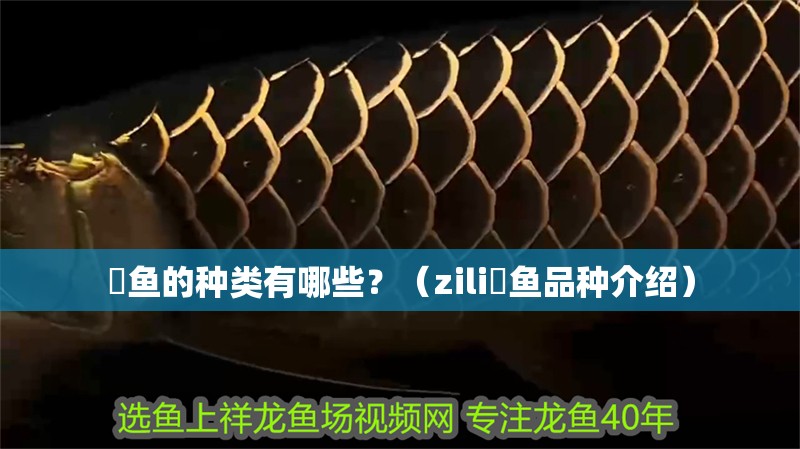 魟魚(yú)的種類有哪些？（zili魟魚(yú)品種介紹）