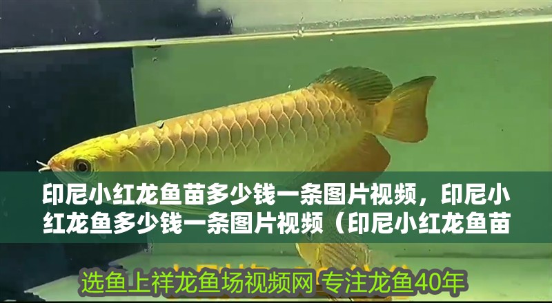 印尼小紅龍魚苗多少錢一條圖片視頻，印尼小紅龍魚多少錢一條圖片視頻（印尼小紅龍魚苗多少錢一條）