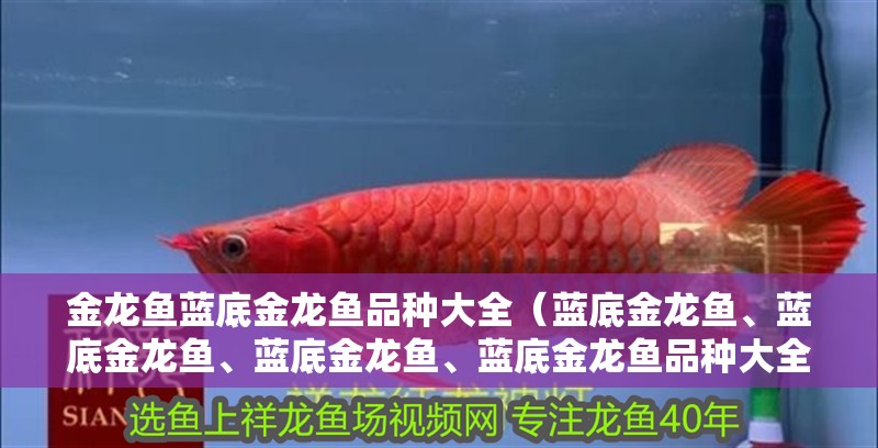 金龍魚藍底金龍魚品種大全（藍底金龍魚、藍底金龍魚、藍底金龍魚、藍底金龍魚品種大全）