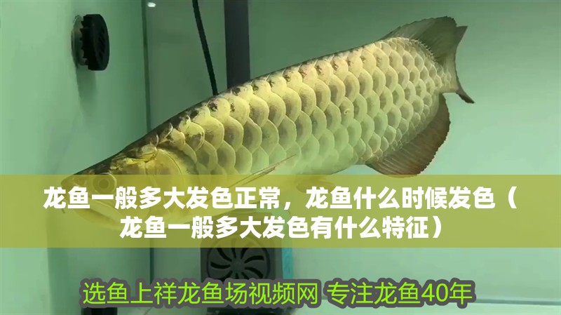 龍魚一般多大發(fā)色正常，龍魚什么時(shí)候發(fā)色（龍魚一般多大發(fā)色有什么特征）