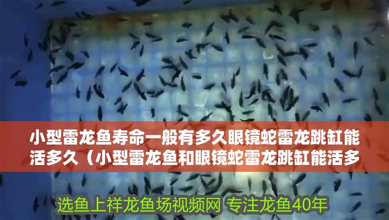 小型雷龍魚壽命一般有多久眼鏡蛇雷龍跳缸能活多久（小型雷龍魚和眼鏡蛇雷龍跳缸能活多久）