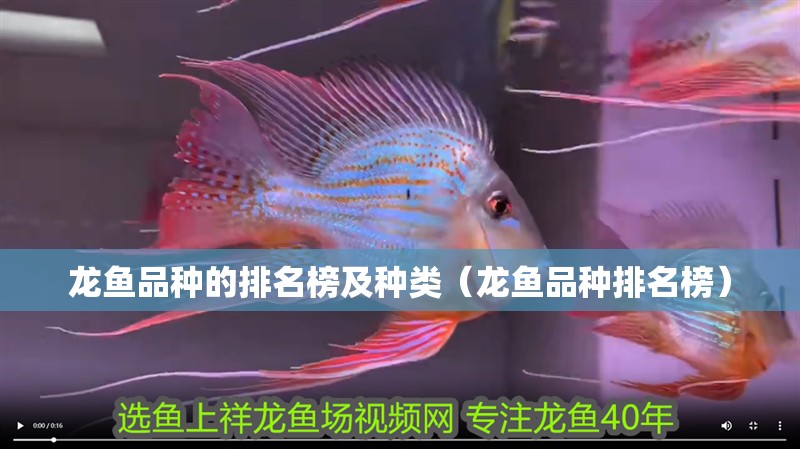 龍魚品種的排名榜及種類（龍魚品種排名榜）