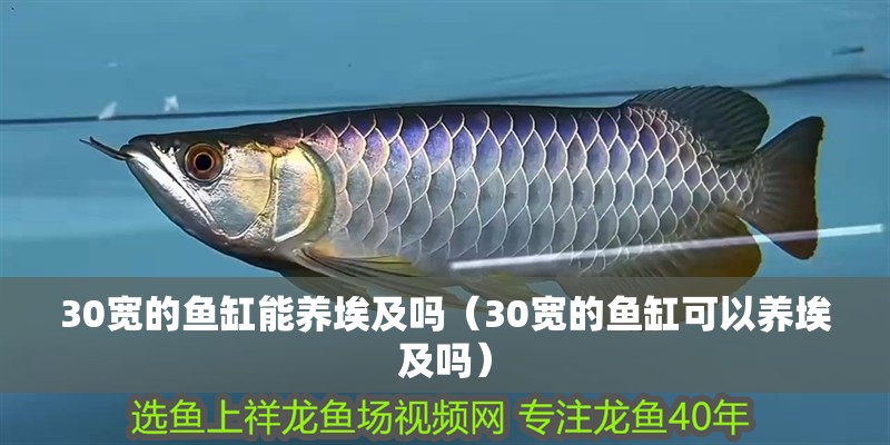 30寬的魚缸能養埃及嗎（30寬的魚缸可以養埃及嗎）