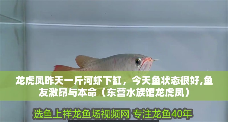 龍虎鳳昨天一斤河蝦下缸，今天魚狀態很好,魚友激昂與本命（東營水族館龍虎鳳）