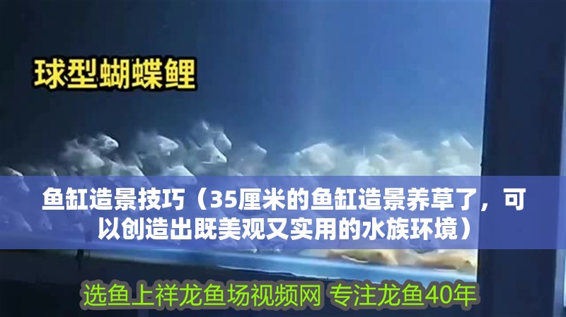魚缸造景技巧（35厘米的魚缸造景養草了，可以創造出既美觀又實用的水族環境）