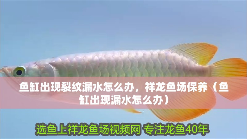 魚缸出現(xiàn)裂紋漏水怎么辦，祥龍魚場保養(yǎng)（魚缸出現(xiàn)漏水怎么辦）