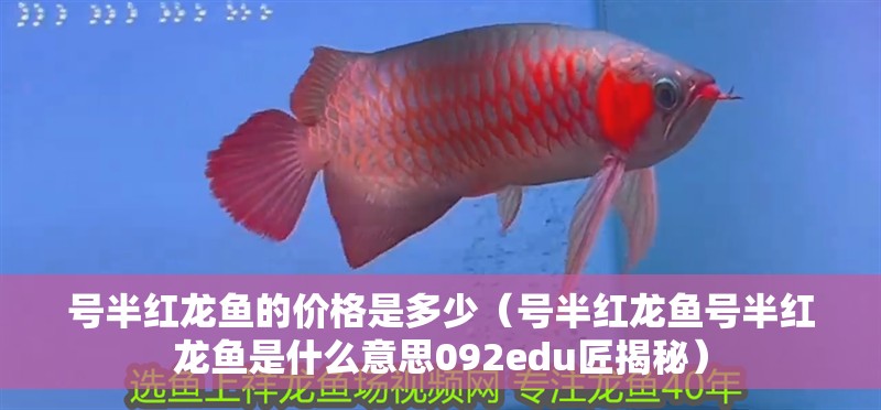 號半紅龍魚的價格是多少（號半紅龍魚號半紅龍魚是什么意思092edu匠揭秘）